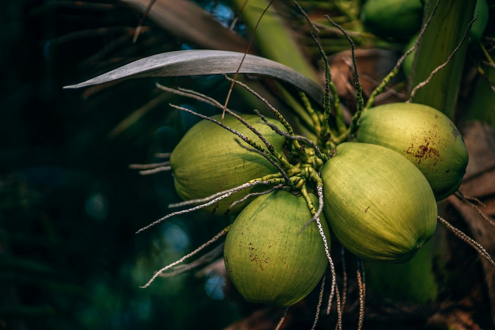 Bunch of green coconuts hanging from a palm tree