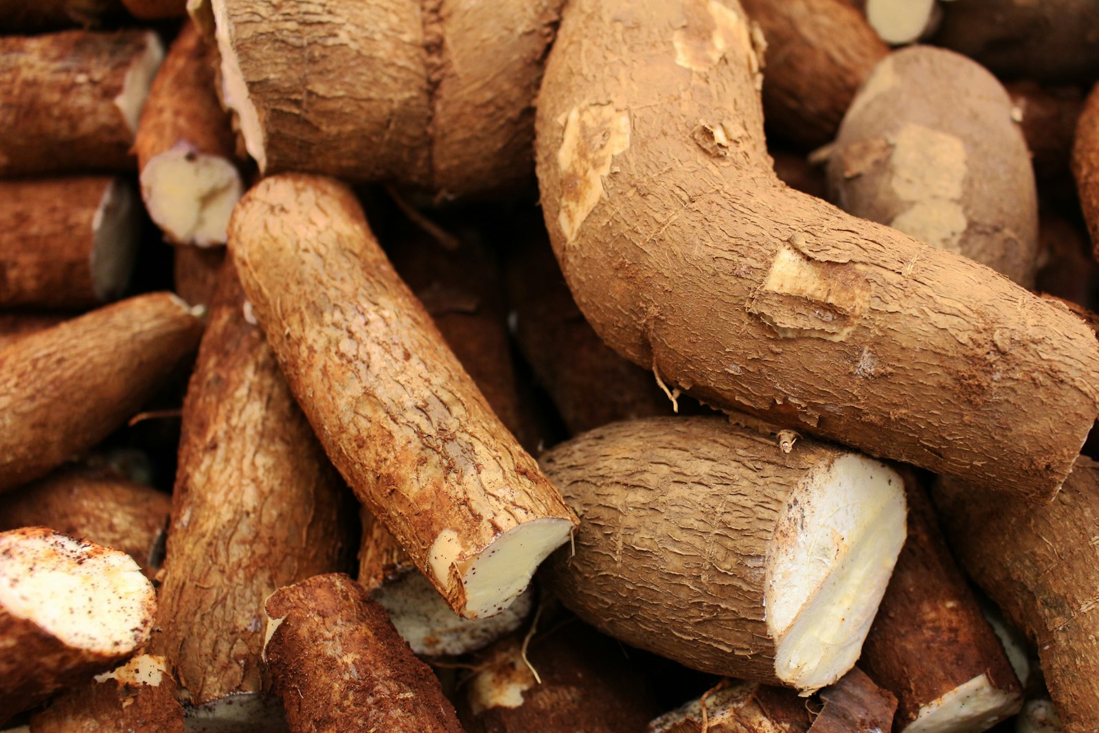 Pile of freshly harvested cassava (tavioka) roots