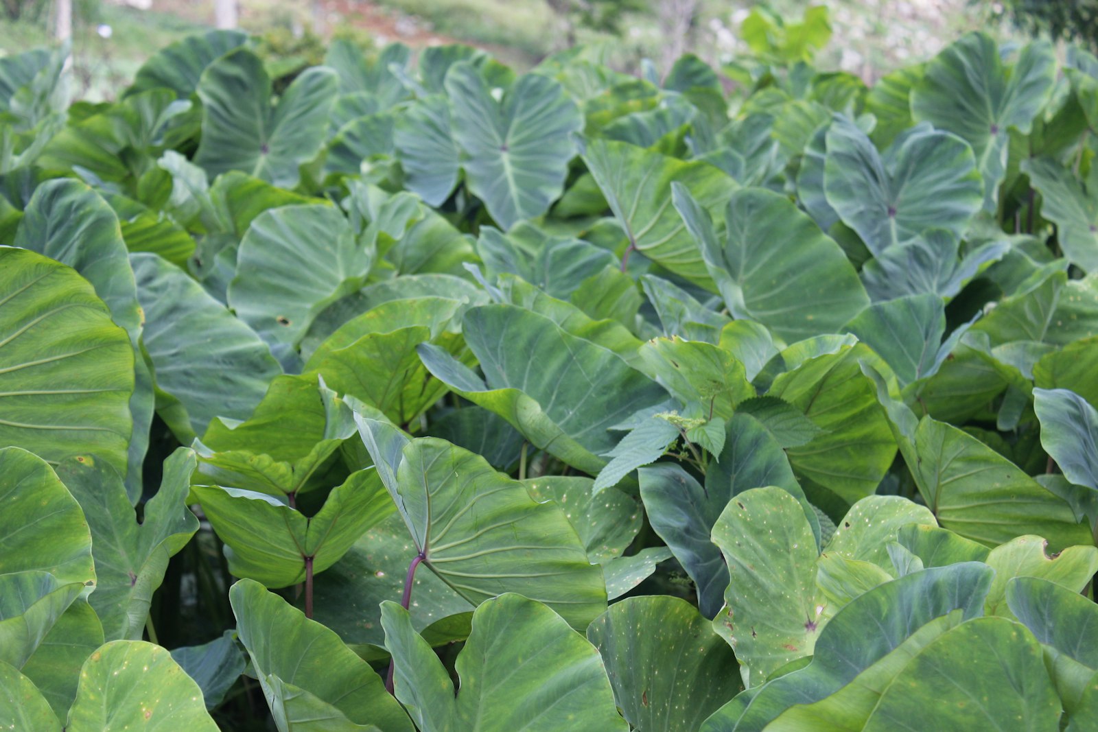 Lush green taro plants growing in a field, the source of rourou (taro leaves)