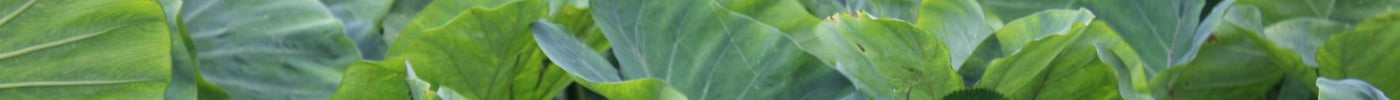 Lush green taro plants growing in a field, the source of rourou (taro leaves)