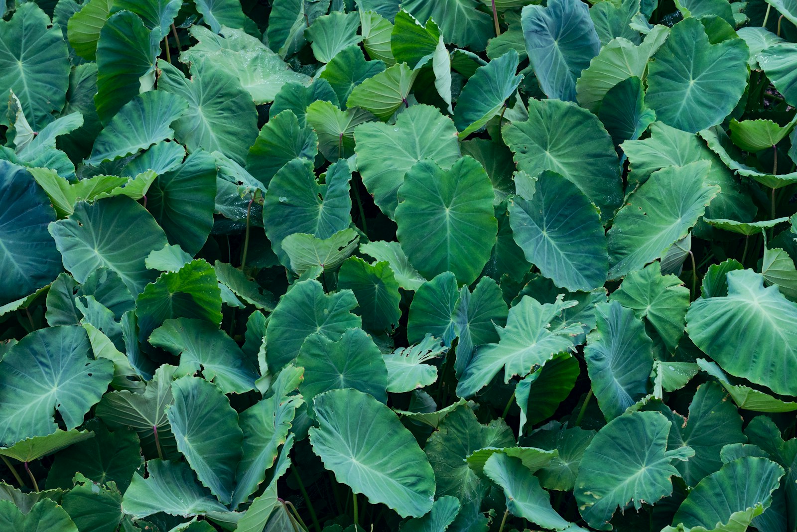 Field of large green taro leaves (rourou), used to wrap Fijian palusami