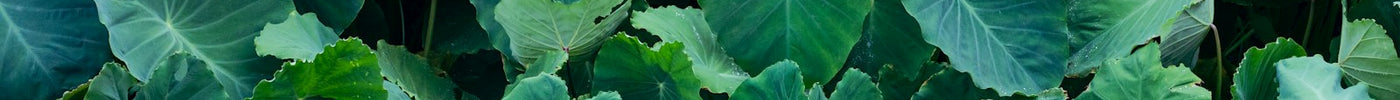 Field of large green taro leaves (rourou), used to wrap Fijian palusami